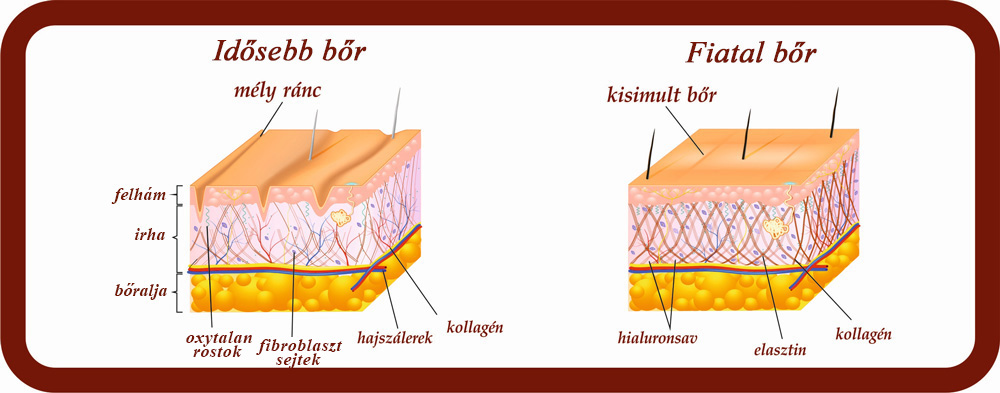 bőr kollagén)